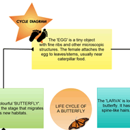 Cycle Diagrams to illustrate the Lifecycle