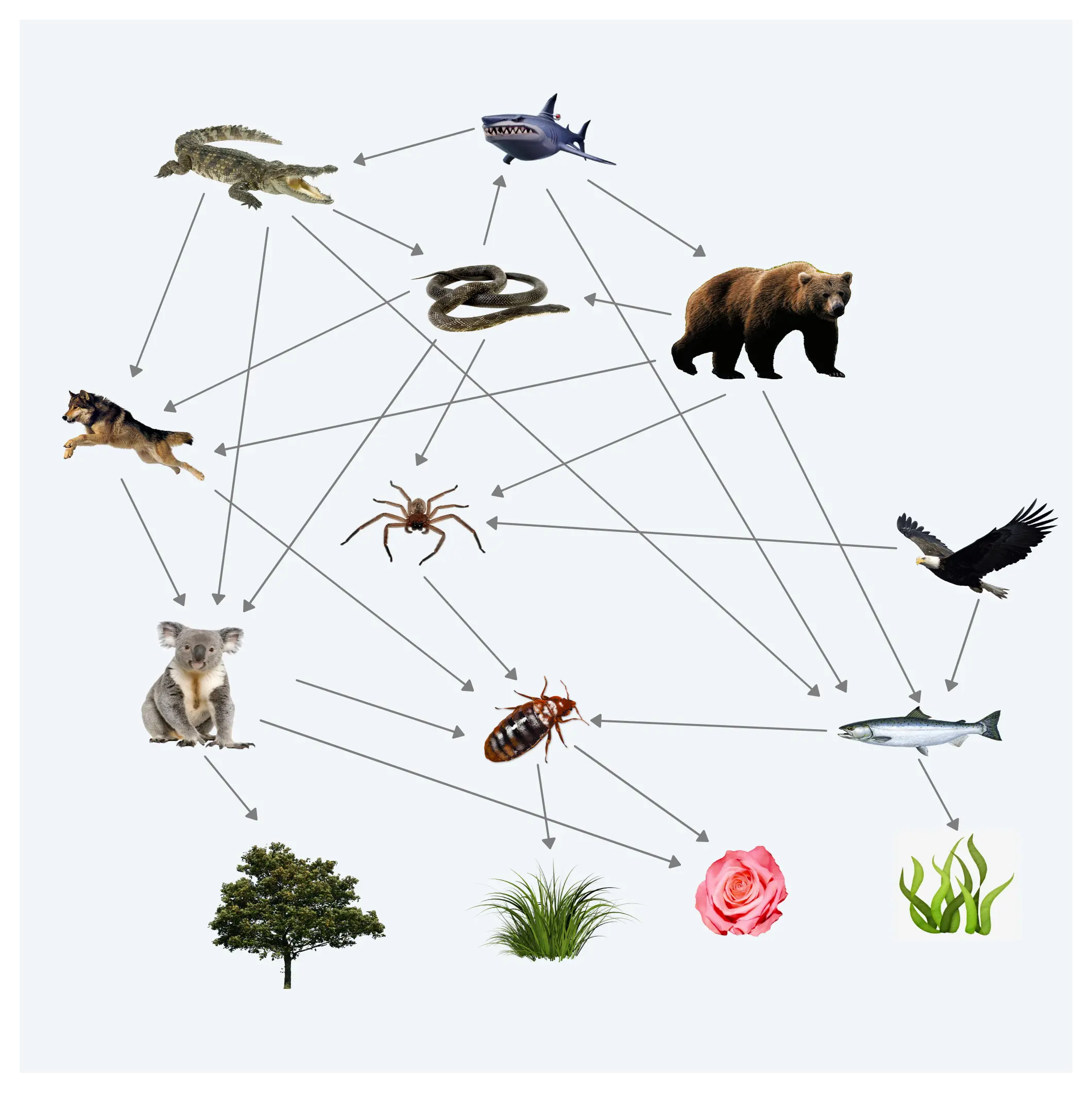 Food Web - Graphic Organizers for Writing