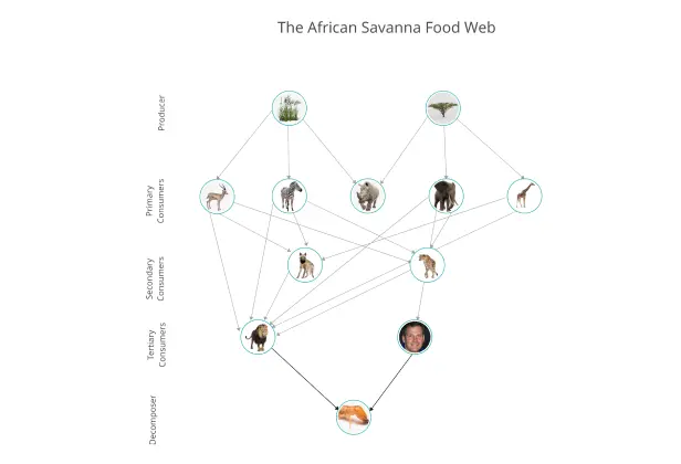 The African Savanna Food Web